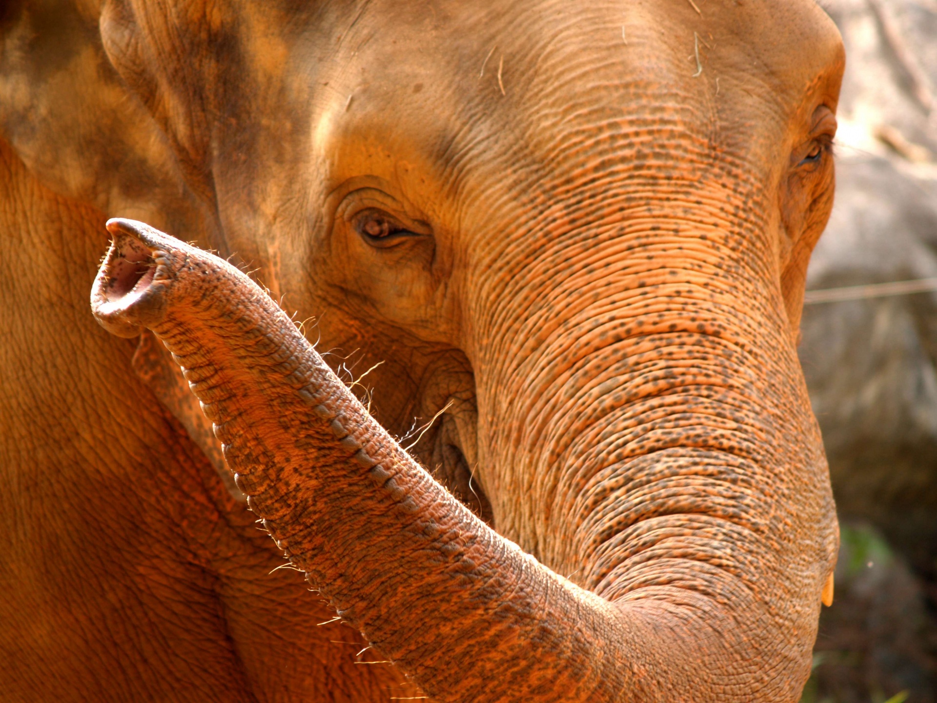 Discover Ko Samui’s Gentle Giants – An Ethical Elephant Tour Experience